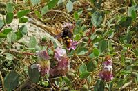 La flore et la faune de l’île de Crète. Scolie à front jaune (Megascolia maculata flavifrons) sur un câprier dans la forteresse de Réthymnon. Cliquer pour agrandir l'image dans Adobe Stock (nouvel onglet).