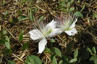 La flore et la faune de l’île de Crète. Fleurs de câprier (Capparis spinosa) dans la forteresse de Réthymnon. Cliquer pour agrandir l'image dans Adobe Stock (nouvel onglet).