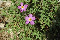 La flore et la faune de l’île de Crète. Ciste de Crète (Cistus creticus) dans la nécropole d'Arméni. Cliquer pour agrandir l'image dans Adobe Stock (nouvel onglet).