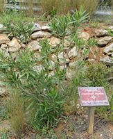 La flore et la faune de l’île de Crète. Myrte commun (Myrtus communis) dans les gorges de Myli. Cliquer pour agrandir l'image dans Adobe Stock (nouvel onglet).