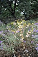 La flore et la faune de l’île de Crète. Smyrnium perfoliatum à la nécropole d'Arméni. Cliquer pour agrandir l'image dans Adobe Stock (nouvel onglet).