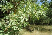 La flore et la faune de l’île de Crète. Rameau de chêne vélani (Quercus macrolepis) à la nécropole d'Arméni. Cliquer pour agrandir l'image dans Adobe Stock (nouvel onglet).