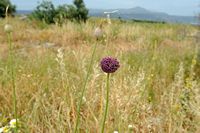 La flore et la faune de l’île de Crète. Ail noir (Allium nigrum) à Aptera. Cliquer pour agrandir l'image dans Adobe Stock (nouvel onglet).