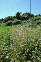 La flore et la faune de l’île de Crète. Mauve sylvestre (Malva sylvestris) dans le marais de Georgioupoli. Cliquer pour agrandir l'image dans Adobe Stock (nouvel onglet).