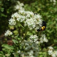 La flore et la faune de l’île de Crète. Scolie hirsute (Scolia hirta) à Profitis Ilias près de La Canée. Cliquer pour agrandir l'image dans Adobe Stock (nouvel onglet).