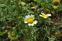 La flore et la faune de l’île de Crète. Chrysanthème couronné (Glebionis coronaria) sur le cavalier Saint-Dimitri à La Canée. Cliquer pour agrandir l'image dans Adobe Stock (nouvel onglet).