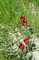 Le village d’Amari en Crète. Tulipe d'Orphanidès (Tulipa orphanidea) sur le plateau du Gious Kampos. Cliquer pour agrandir l'image dans Adobe Stock (nouvel onglet).