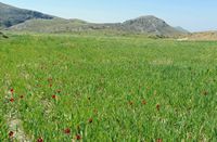 Le village d’Amari en Crète. Peuplement de Tulipa orphanidea sur le Gious Kampos. Cliquer pour agrandir l'image dans Adobe Stock (nouvel onglet).