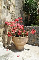 Le village d’Assomatos en Crète. Euphorbe (Euphorbia milii) au monastère Moni Preveli. Cliquer pour agrandir l'image dans Adobe Stock (nouvel onglet).