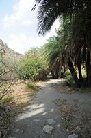 Le village d’Assomatos en Crète. La palmeraie de Preveli. Cliquer pour agrandir l'image dans Adobe Stock (nouvel onglet).
