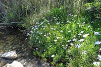 Le village de Georgioupoli en Crète. Marguerite du Cap (Osteospermum fruticosum) dans le marais. Cliquer pour agrandir l'image dans Adobe Stock (nouvel onglet).