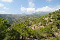 Le village de Koutsouras en Crète. Forêt de pins de Calabre (Pinus brutia) dans le massif de Thrypti. Cliquer pour agrandir l'image dans Adobe Stock (nouvel onglet).