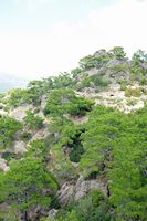 Le village de Koutsouras en Crète. Pins de Calabre (Pinus brutia) dans les environs d'Orino. Cliquer pour agrandir l'image dans Adobe Stock (nouvel onglet).