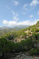 Le village de Koutsouras en Crète. Forêt de pins de Calabre (Pinus brutia) dans les environs d'Orino. Cliquer pour agrandir l'image dans Adobe Stock (nouvel onglet).