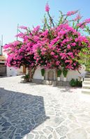 Le village de Kritsa en Crète. Bougainvillée rose. Cliquer pour agrandir l'image dans Adobe Stock (nouvel onglet).