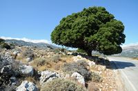 Le village de Kritsa en Crète. Chêne des garrigues sur la route de Kritsa au Katharo. Cliquer pour agrandir l'image dans Adobe Stock (nouvel onglet).