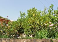 Le village de Néapolis en Crète. Citronnier au monastère de Kémasta. Cliquer pour agrandir l'image dans Adobe Stock (nouvel onglet).