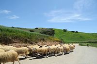 Le village de Plakias en Crète. Troupeau de moutons dans la région d'Angouseliana. Cliquer pour agrandir l'image dans Adobe Stock (nouvel onglet).