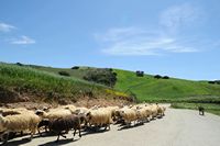 Le village de Plakias en Crète. Troupeau de moutons dans la région d'Angouseliana. Cliquer pour agrandir l'image dans Adobe Stock (nouvel onglet).