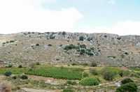 Le village de Zakros en Crète. Vignes près de Sitanos. Cliquer pour agrandir l'image dans Adobe Stock (nouvel onglet).