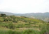 La ville d’Archanès en Crète. Vignes près de la villa de Vathypetro. Cliquer pour agrandir l'image dans Adobe Stock (nouvel onglet).