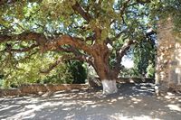 La ville d'Évangélismos en Crète. Chêne à côté de l'église Saint-Pantaléon près de Kastelli. Cliquer pour agrandir l'image dans Adobe Stock (nouvel onglet).