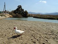 La ville d’Hersonissos en Crète. L'estuaire de la rivière Aposelemis à Analipsi. Cliquer pour agrandir l'image dans Adobe Stock (nouvel onglet).