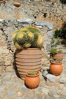 La ville de Pérama en Crète. Cactus du monastère de Vossakos. Cliquer pour agrandir l'image dans Adobe Stock (nouvel onglet).