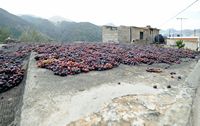 La côte nord de la commune de Sitia en Crète. Le séchage des raisins à Tourloti. Cliquer pour agrandir l'image dans Adobe Stock (nouvel onglet).