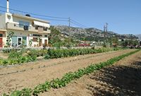Le plateau du Lassithi en Crète. Jardin potager à Tzermiado. Cliquer pour agrandir l'image dans Adobe Stock (nouvel onglet).