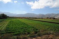 Le plateau du Lassithi en Crète. Cultures près de Pinakiano. Cliquer pour agrandir l'image dans Adobe Stock (nouvel onglet).