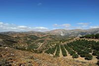La ville de Viannos en Crète. Une oliveraie à Agia Moni. Cliquer pour agrandir l'image dans Adobe Stock (nouvel onglet).