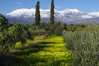 Le massif du Psiloritis en Crète. Le massif du Psiloritis vu depuis la plaine de la Messara (auteur Pascal Mullon). Cliquer pour agrandir l'image.