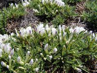Le massif du Psiloritis en Crète. Astragale à feuilles étroites (Astragalus angustifolius) (auteur Frente). Cliquer pour agrandir l'image.