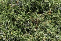 Le massif du Psiloritis en Crète. Pimprenelle épineuse (Sarcopoterium spinosum) (auteur Elijoris). Cliquer pour agrandir l'image.
