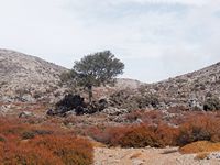 Le massif du Psiloritis en Crète. La garrigue de Petradolakia après l'été 2016 (auteur C. Messier). Cliquer pour agrandir l'image.