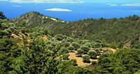 La flore et la faune de la Grèce. Oliveraie à Rhodes. Cliquer pour agrandir l'image.