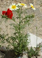 La flore et la faune de la Grèce. Chrysanthème de jardin. Cliquer pour agrandir l'image.