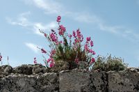 La flore et la faune de la Grèce. Plante, rempart de Rhodes. Cliquer pour agrandir l'image.
