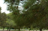 Aleppo pine foliage, ancient city of Rhodes. Click to enlarge the image.