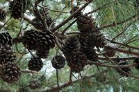 Aleppo pine cones, ancient city of Rhodes. Click to enlarge the image.
