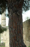 La flore et la faune de la Grèce. Pin d'Alep, écorce, ville antique de Rhodes. Cliquer pour agrandir l'image.