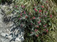 La flore et la faune de la Grèce. Plante, site de Camiros. Cliquer pour agrandir l'image.