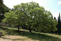 Oak plant Mount Filerimos. Click to enlarge the image.