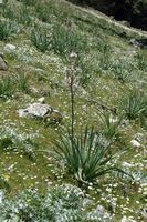 La flore et la faune de la Grèce. Plante, mont Profitis Ilias. Cliquer pour agrandir l'image.
