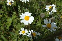 La flore et la faune de la Grèce. Plante, fleur, mont Profitis Ilias. Cliquer pour agrandir l'image.