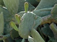 Cactus fruits, village Kremasti. Click to enlarge the image.