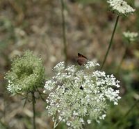 La flore et la faune de la Grèce. Papillon Cuivré commun (Lycaena phlaeas) à Kos. Cliquer pour agrandir l'image.