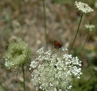 La flore et la faune de la Grèce. Papillon Cuivré commun (Lycaena phlaeas) à Kos. Cliquer pour agrandir l'image.