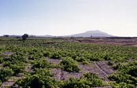 L'île de Santorin. Vignes. Cliquer pour agrandir l'image.